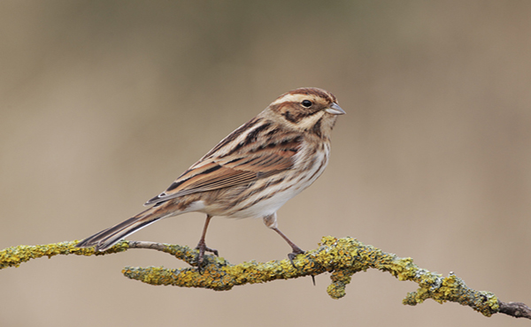 Reed Bunting